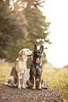 2 dogs