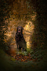 brown Labrador Retriever