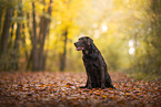 brown Labrador Retriever