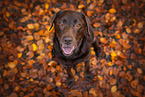 brown Labrador Retriever