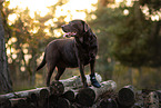brown Labrador Retriever