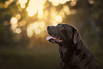 brown Labrador Retriever