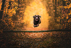 male Labrador Retriever