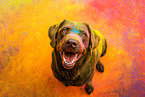 male Labrador Retriever