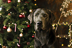 Labrador Retriever at christmas