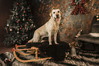 Labrador Retriever at christmas