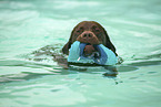Labrador Retriever at swimming bath