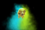 male Labrador Retriever