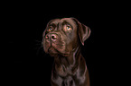 male Labrador Retriever