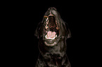 male Labrador Retriever