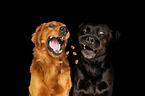2 Retriever