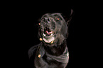 female Labrador Retriever