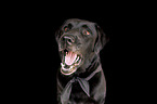 female Labrador Retriever