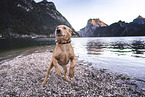 young Labrador Retriever