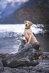 young Labrador Retriever