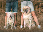 2 Labrador Retriever
