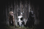 3 dogs