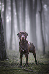 brown Labrador Retriever