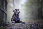 brown Labrador Retriever