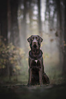 brown Labrador Retriever