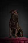brown Labrador Retriever