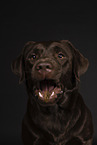 brown Labrador Retriever