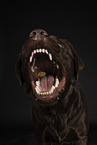 brown Labrador Retriever