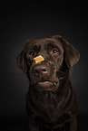 brown Labrador Retriever