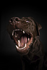 brown Labrador Retriever