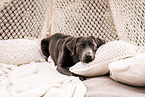 female Labrador Retriever