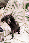 female Labrador Retriever