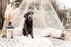 female Labrador Retriever