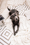 female Labrador Retriever