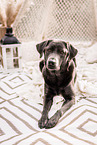 female Labrador Retriever