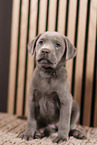 Labrador Retriever Puppy