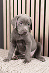Labrador Retriever Puppy
