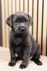Labrador Retriever Puppy