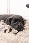 Labrador Retriever Puppy