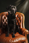 black Labrador