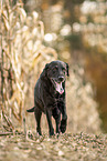 male Labrador Retriever