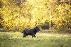 male Labrador Retriever