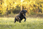 male Labrador Retriever