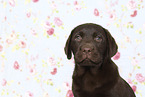 Labrador Retriever Puppy in Studio