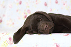 Labrador Retriever Puppy in Studio