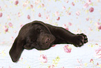 Labrador Retriever Puppy in Studio