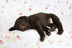 Labrador Retriever Puppy in Studio
