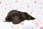 Labrador Retriever Puppy in Studio