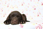 Labrador Retriever Puppy in Studio