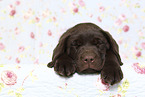 Labrador Retriever Puppy in Studio
