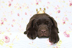 Labrador Retriever Puppy in Studio